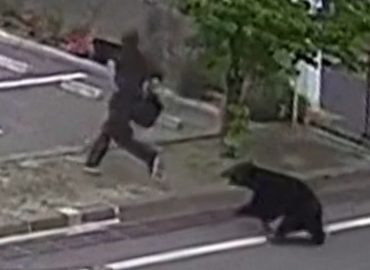 Bär-Angriff in Japan führt zu Verletzungen von Fabrikmitarbeitern