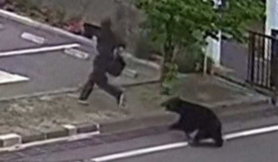 Bär-Angriff in Japan führt zu Verletzungen von Fabrikmitarbeitern