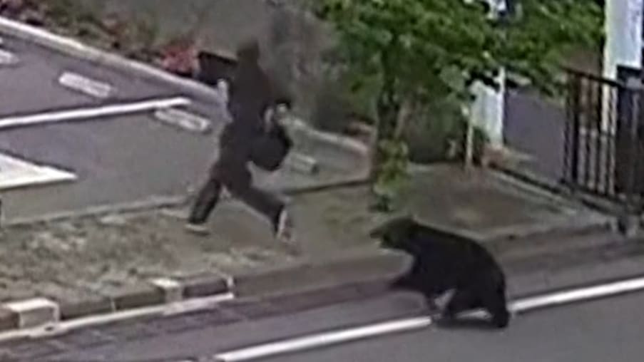 Bär-Angriff in Japan führt zu Verletzungen von Fabrikmitarbeitern