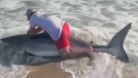 Angler fängt Weißen Hai vor Nantucket
