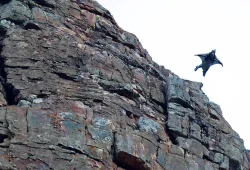 Wingsuit-Unfall in der Schweiz: Deutscher stirbt bei Absturz