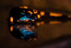 Der Trend zu lärmenden Elektroautos und neue Erkenntnisse über Feuersalamander