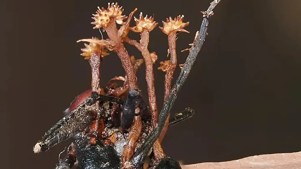 Entdeckung eines Hyperparasiten auf Borneo