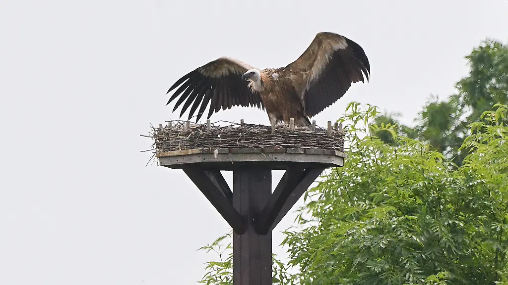 Seltene Geierattacke: Gänsegeier in Hannover attackiert Storchennest