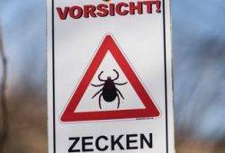 Holunderblüten: Ernte und Verwendung