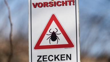Holunderblüten: Ernte und Verwendung