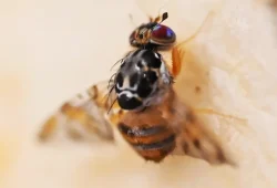Die Bedrohung durch die Mittelmeerfruchtfliege