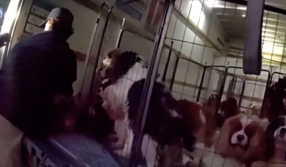 Polizei befreit Hunde aus Transporter in Kalifornien