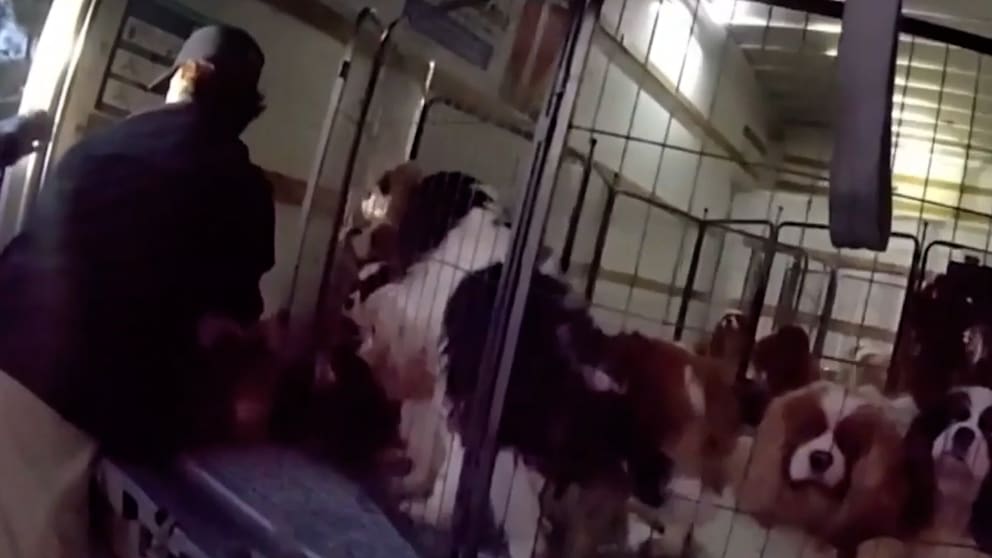 Polizei befreit Hunde aus Transporter in Kalifornien