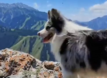 Hund mit Millionen Followern in China getötet