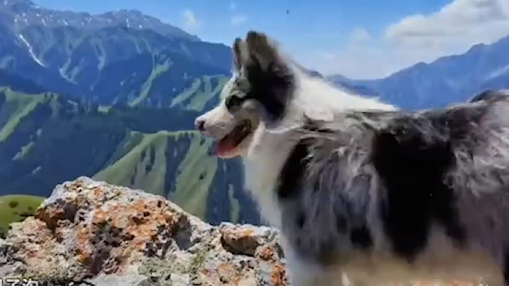 Hund mit Millionen Followern in China getötet