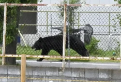 Cleverer Bär in Fukushima entkommt den Jägern