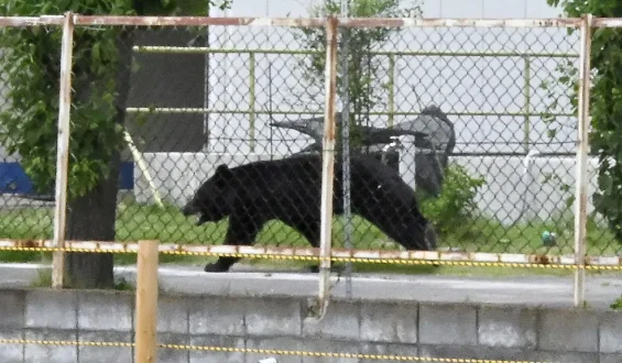 Cleverer Bär in Fukushima entkommt den Jägern