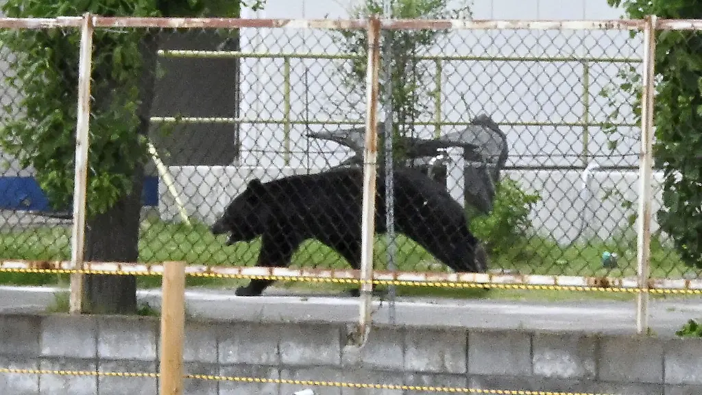 Cleverer Bär in Fukushima entkommt den Jägern