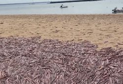 Tausende Tintenfische an US-Küste gespült