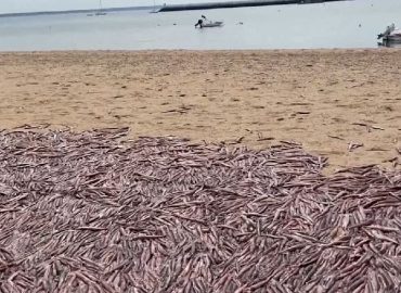 Tausende Tintenfische an US-Küste gespült