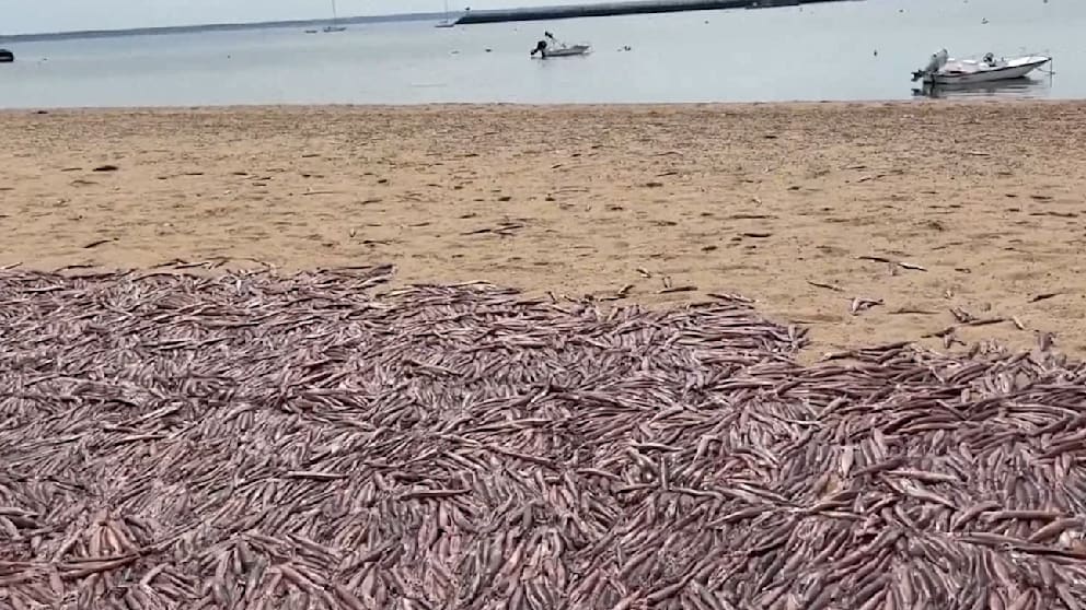 Tausende Tintenfische an US-Küste gespült