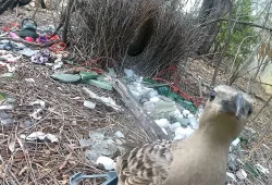 Laubenvögel in Städten nutzen menschlichen Müll für Balzplätze