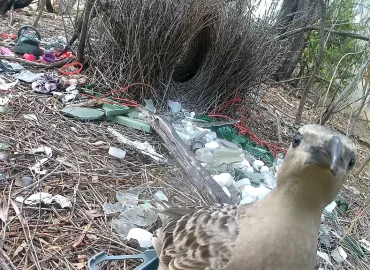 Laubenvögel in Städten nutzen menschlichen Müll für Balzplätze