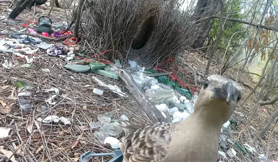 Laubenvögel in Städten nutzen menschlichen Müll für Balzplätze