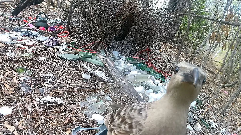 Laubenvögel in Städten nutzen menschlichen Müll für Balzplätze