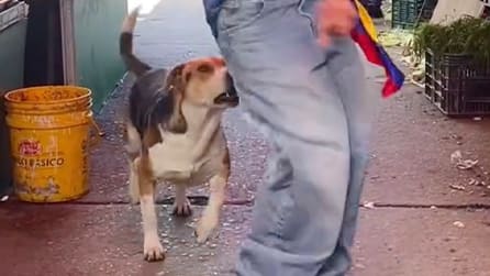 Hund verliert die Geduld beim Hintern-Wackeln