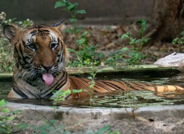 Diskussion über Indiens Nationaltier: Tiger gegen Kuh