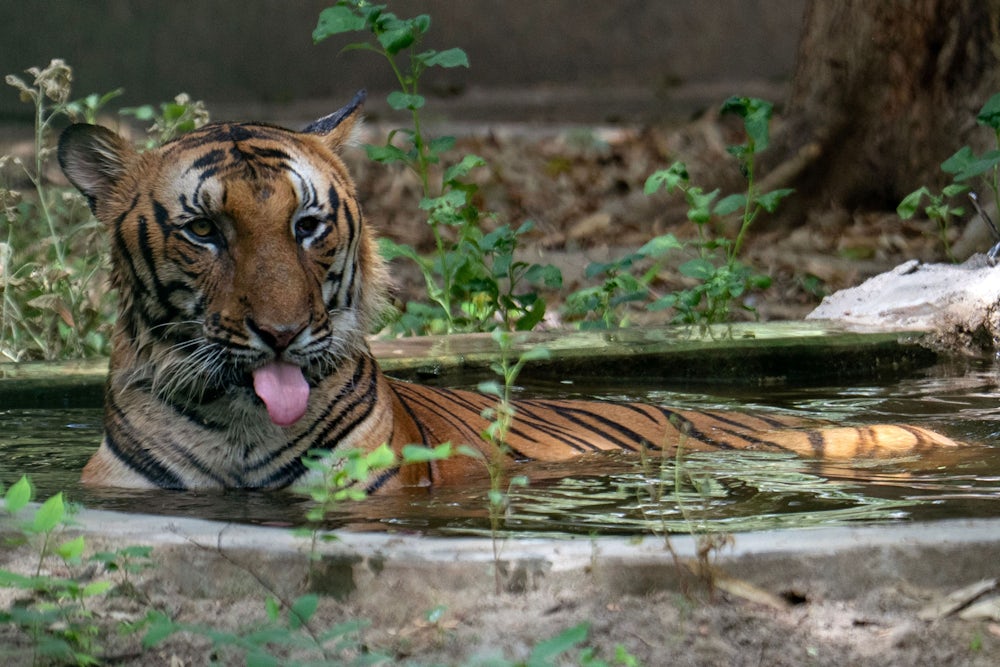 Diskussion über Indiens Nationaltier: Tiger gegen Kuh