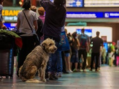 Störung bei der Deutschen Bahn: Hintergründe und Folgen