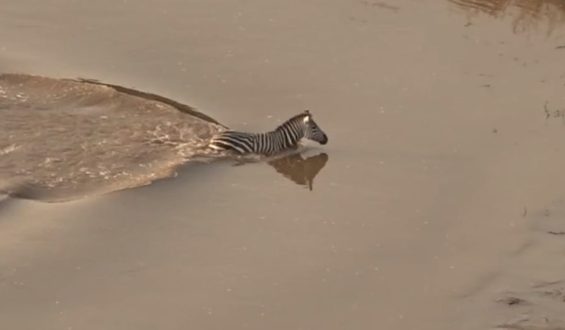 Zebra trifft auf Krokodile – Flucht misslingt