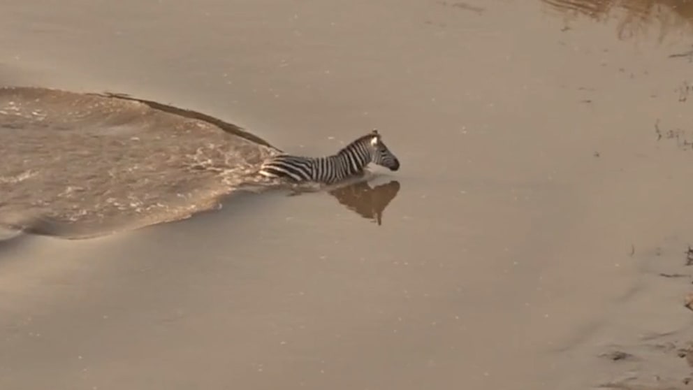 Zebra trifft auf Krokodile – Flucht misslingt