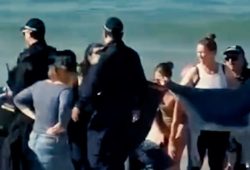 Drama in Sydney: Hai-Angriff auf Schwimmerin führt zu Strandschließungen