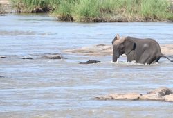 Dramatische Rettung: Elefantenbaby aus reißendem Fluss gerettet