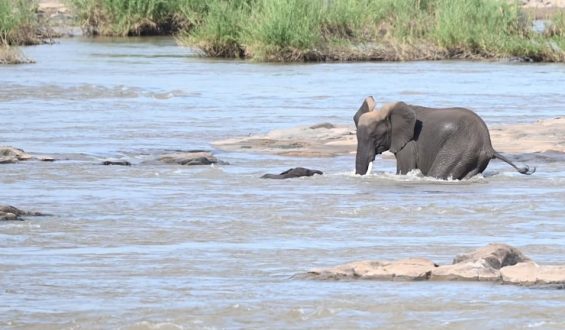 Dramatische Rettung: Elefantenbaby aus reißendem Fluss gerettet