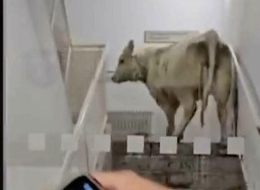 Rinderherde sorgt für Aufregung in hessischer Klinik