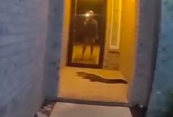 Mann überrascht von Alligator vor der Haustür