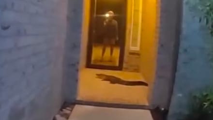 Mann überrascht von Alligator vor der Haustür