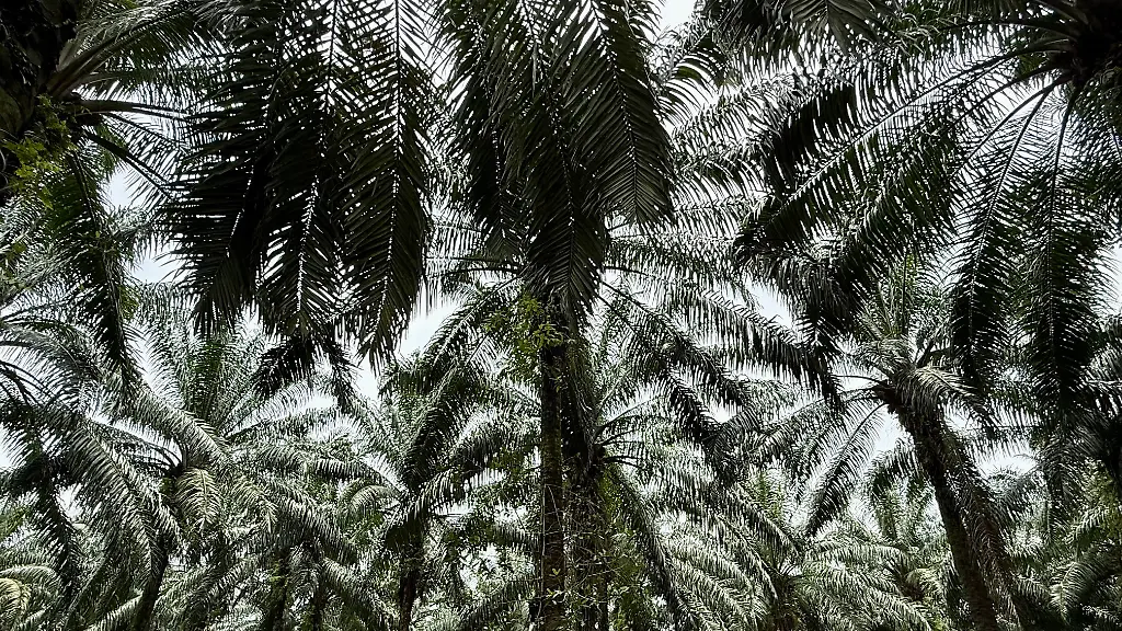 Der Einfluss von Ölpflanzen auf die Biodiversität