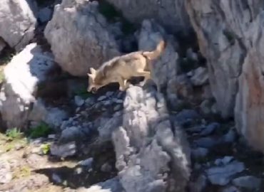 Drohne dokumentiert Wolfsjagd auf Ziege in der Türkei
