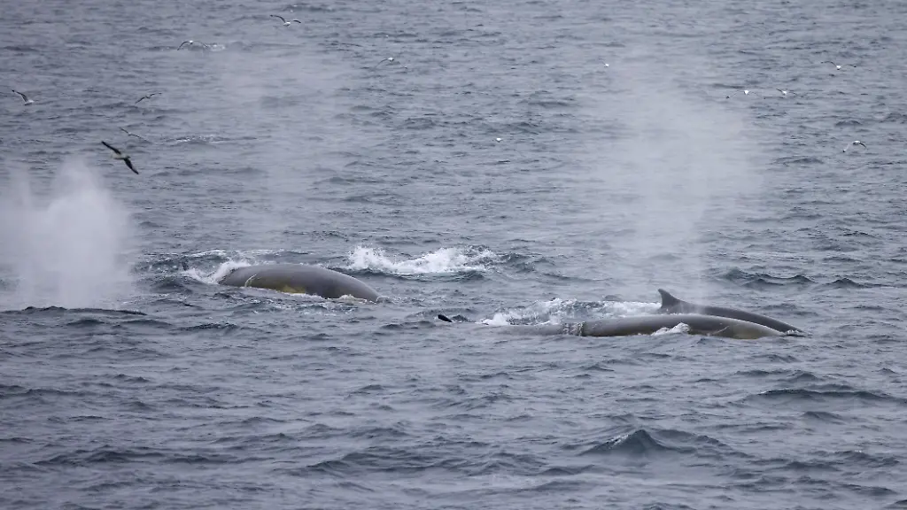 Finnwaljagd in Island wieder aufgenommen