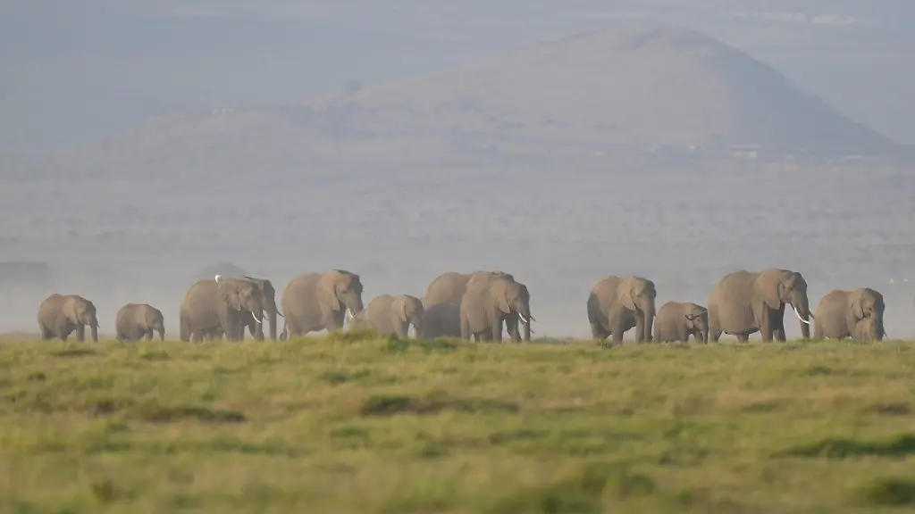 Vergiftung von Elefanten durch Cyanid in Kenia