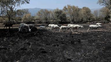 Waldbrände und ihre zunehmende Bedrohung