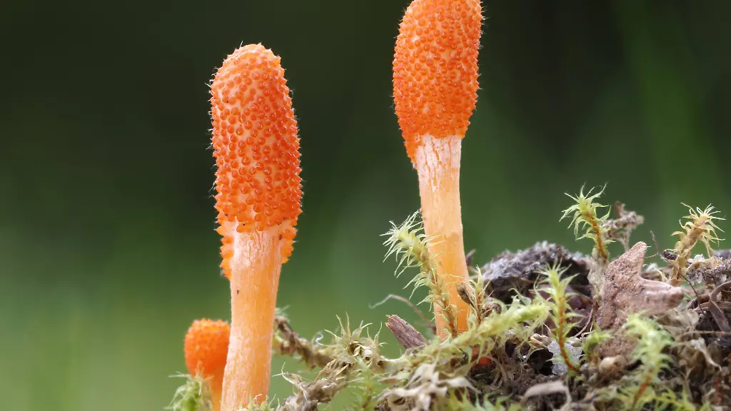 Zukunft der Materialien: Pilze als Rohstoff