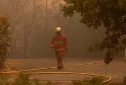 Waldbrände in Südeuropa: Forderungen nach Klimaschutz