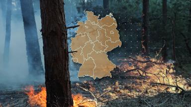 Trockenheit in Deutschland: Maßnahmen gegen Waldbrände