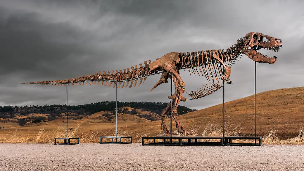 T-Rex-Skelett „Gus“ setzt neuen Auktionsrekord