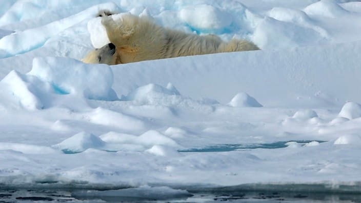 Seltene Beobachtung: Eisbär bei Fitnessübungen in der Arktis