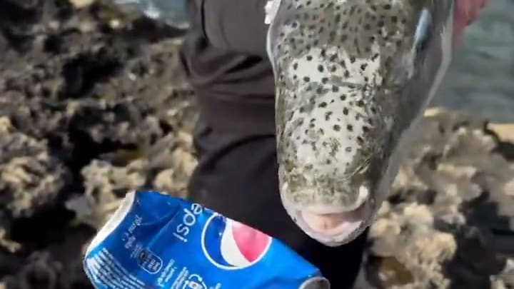 Die Ausbreitung des Hasenkopf-Kugelfisches im Mittelmeer