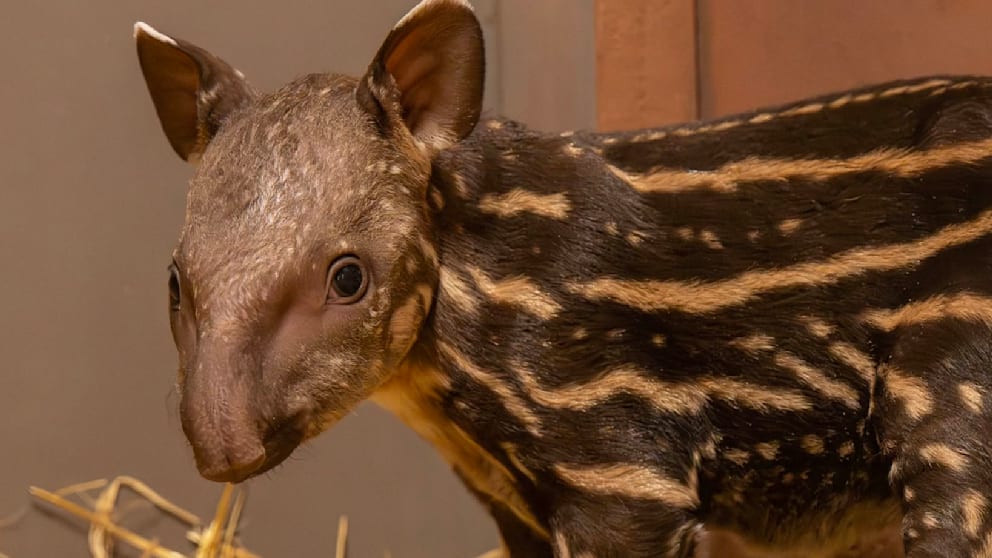 Zoo erlebt freudige Geburt eines Tapir-Babys
