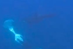 Orcas und ihr außergewöhnliches Jagdverhalten